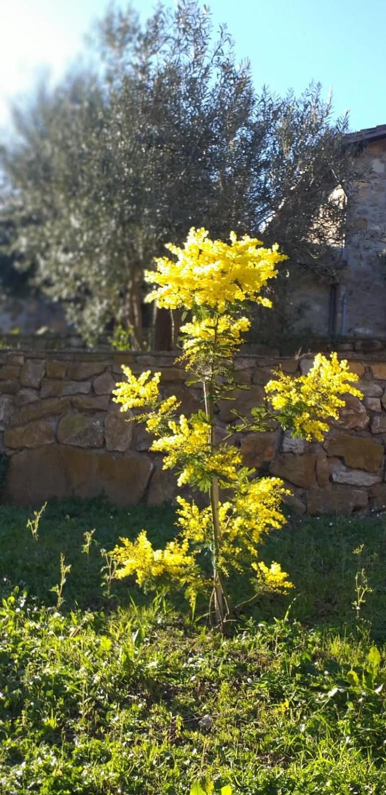 Dimora Il Camaleonte Apartments In Nature With Pool Civitavecchia Bagian luar foto